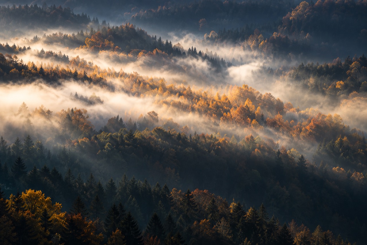 Goldenes Herbstlaub zwischen dunklen Tannen und hellen Nebelbändern